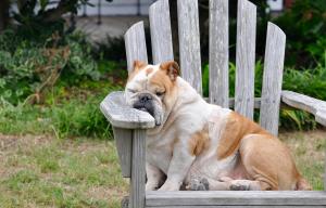 Un chien endormi sur une chaise