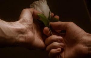 Une main d'homme et une de femme entourent une rose blanche