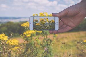 Photographie représentant un smartphone en train de prendre une photographie de paysage naturel composé de fleurs jaunes