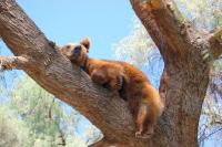 Un ours dort dans un arbre