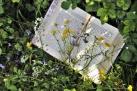 Image d'un livre ouvert avec des fleurs dans l'herbe